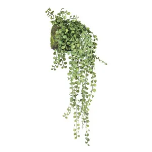 Succulent Hanging 64cm by Florabelle Living, a Plants for sale on Style Sourcebook