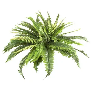 Fern Boston 45cm by Florabelle Living, a Plants for sale on Style Sourcebook