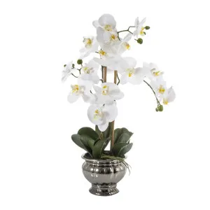 Potted Orchid in Silver Bowl Small 60cm White by Florabelle Living, a Plants for sale on Style Sourcebook