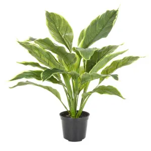 Hosta Plant real touch in Pot 42cm Green by Florabelle Living, a Plants for sale on Style Sourcebook