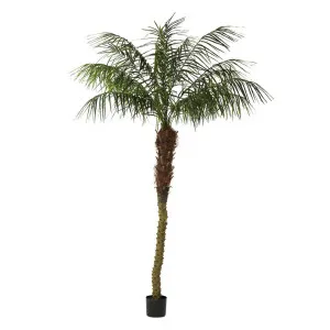 Phoenix Palm 2.4m by Florabelle Living, a Plants for sale on Style Sourcebook