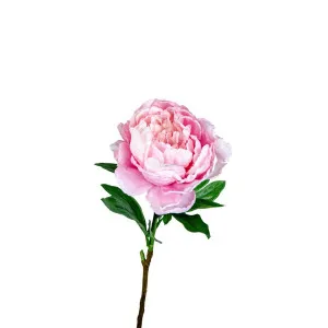 Peony Queen 70cm Pink by Florabelle Living, a Plants for sale on Style Sourcebook