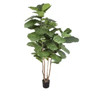 Fiddle Leaf Tree 1.9m by Florabelle Living, a Plants for sale on Style Sourcebook