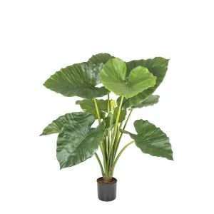 Alocasia Calidora Potted 80cm by Florabelle Living, a Plants for sale on Style Sourcebook