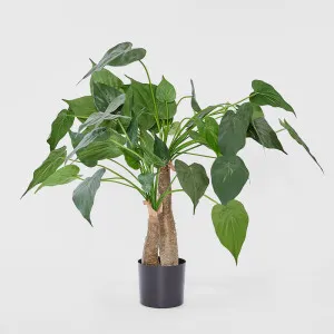 Alocasia Cucullata Tree 95cm by Florabelle Living, a Plants for sale on Style Sourcebook