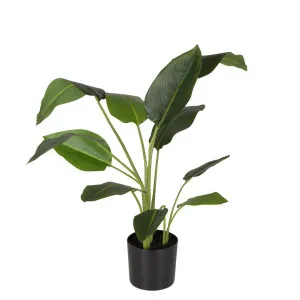 Strelitzia in Pot 78cm by Florabelle Living, a Plants for sale on Style Sourcebook