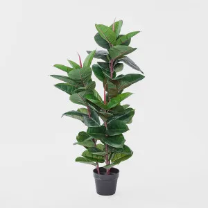 Rubber Tree 1.3m by Florabelle Living, a Plants for sale on Style Sourcebook