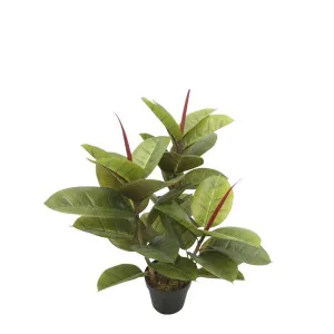 Rubber Tree in Pot 80cm by Florabelle Living, a Plants for sale on Style Sourcebook