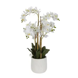 Orchid In Ceramic Pot Real Touch 71cm White by Florabelle Living, a Plants for sale on Style Sourcebook