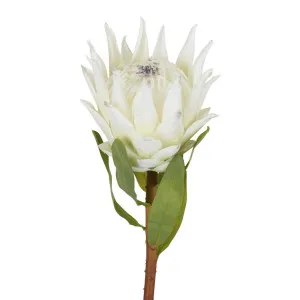 Protea King Stem 75cm White by Florabelle Living, a Plants for sale on Style Sourcebook