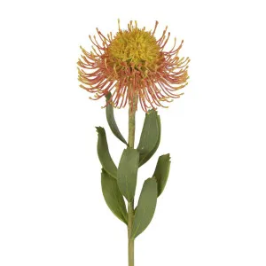 Pincushion Flower Stem 58cm Orange by Florabelle Living, a Plants for sale on Style Sourcebook
