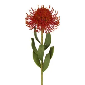 Pincushion Flower Stem 58cm Red by Florabelle Living, a Plants for sale on Style Sourcebook
