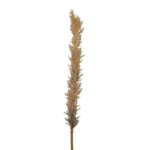 Dried Look Astilbe Spray 1m Brown by Florabelle Living, a Plants for sale on Style Sourcebook