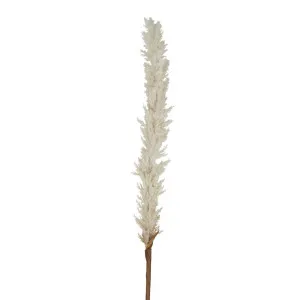 Dried Look Astilbe Spray 1m Cream by Florabelle Living, a Plants for sale on Style Sourcebook