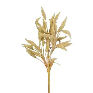 Dried Look Wheat Grass Stem 63cm Cream by Florabelle Living, a Plants for sale on Style Sourcebook