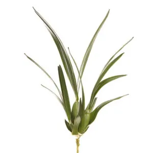 Spider Orchid Leaf W/Roots 65cm Green by Florabelle Living, a Plants for sale on Style Sourcebook