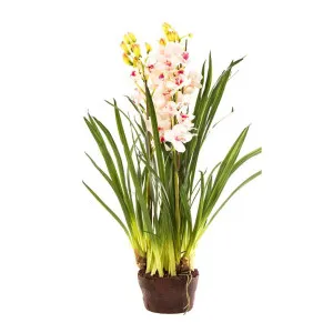 Cymbidium Giant Paper Pot 1.1m Light Pink by Florabelle Living, a Plants for sale on Style Sourcebook