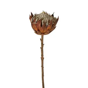 Dried Look Protea Stem Large 66cm Brown by Florabelle Living, a Plants for sale on Style Sourcebook
