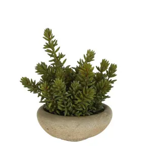 Tropical Plants in Cement Pot by Florabelle Living, a Plants for sale on Style Sourcebook