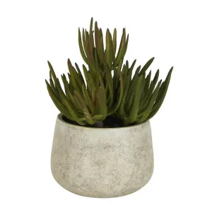 Succulents in Grey Pot Large by Florabelle Living, a Plants for sale on Style Sourcebook