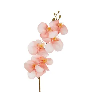 Orchid Single Stem 80cm Coral by Florabelle Living, a Plants for sale on Style Sourcebook