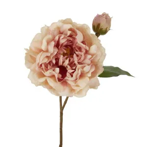 Peony Stem 61cm Apricot by Florabelle Living, a Plants for sale on Style Sourcebook
