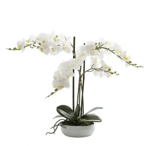 Phalaenopsis Real Touch in White Round Pot 45cm by Florabelle Living, a Plants for sale on Style Sourcebook