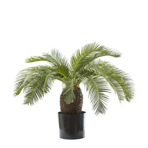 Cycad Palm 65cm by Florabelle Living, a Plants for sale on Style Sourcebook