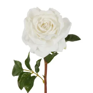 Stella Real Touch Rose Stem 50cm White by Florabelle Living, a Plants for sale on Style Sourcebook