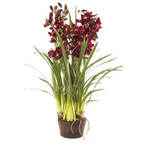 Cymbidium Giant Paper Pot 1.1m Burgundy by Florabelle Living, a Plants for sale on Style Sourcebook