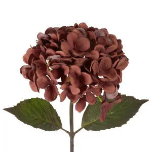 Dried Look Hydrangea Stem 48cm Brown by Florabelle Living, a Plants for sale on Style Sourcebook