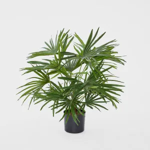 Baby Fan Palm Potted Bush w/17 Leaves 45cm by Florabelle Living, a Plants for sale on Style Sourcebook