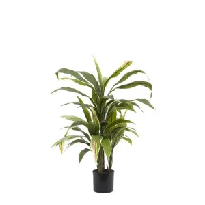 Cordyline Plant Green and Yellow 75cm by Florabelle Living, a Plants for sale on Style Sourcebook