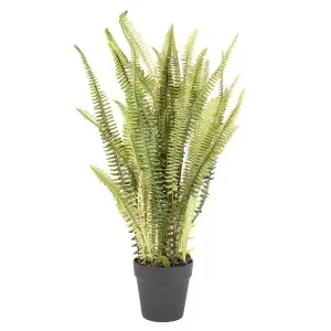 Fern Mountain in Pot 76cm by Florabelle Living, a Plants for sale on Style Sourcebook