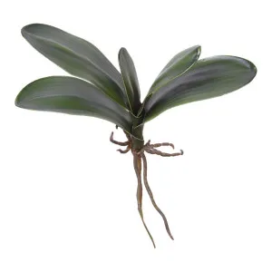 Phalaenopsis Orchid Leaf Green 22cm by Florabelle Living, a Plants for sale on Style Sourcebook