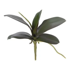 Phalaenopsis Orchid Leaf Green 30cm by Florabelle Living, a Plants for sale on Style Sourcebook