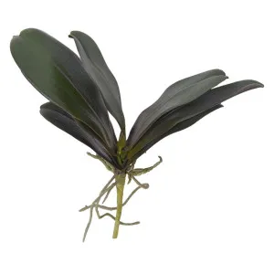 Phalaenopsis Orchid Leaf Green 34cm by Florabelle Living, a Plants for sale on Style Sourcebook