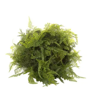 Fern Ball Mix 50cm by Florabelle Living, a Plants for sale on Style Sourcebook