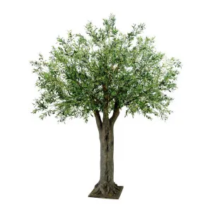 Olive Giant Tree 16524 Lvs 336 Fruits by Florabelle Living, a Plants for sale on Style Sourcebook