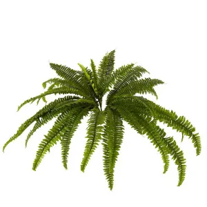 Boston Fern Bush Large by Florabelle Living, a Plants for sale on Style Sourcebook