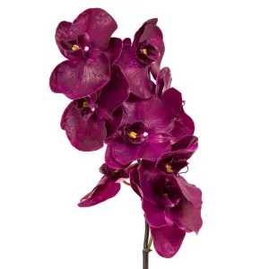 Orchid Phalaenopsis Spray 1m Fuchsia by Florabelle Living, a Plants for sale on Style Sourcebook
