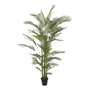 Real Touch Palm Tree In Black Pot 210cm by Florabelle Living, a Plants for sale on Style Sourcebook