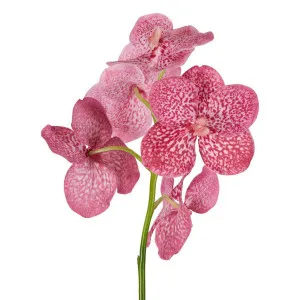 Vanda Orchid Stem 66cm Pink by Florabelle Living, a Plants for sale on Style Sourcebook