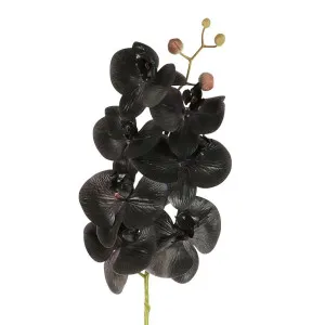 Orchid Phalaenopsis Spray Real Touch 70cm Black by Florabelle Living, a Plants for sale on Style Sourcebook