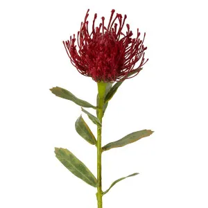 Pincushion Stem 63cm Red by Florabelle Living, a Plants for sale on Style Sourcebook