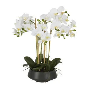 White Orchid in Black Pot Large by Florabelle Living, a Plants for sale on Style Sourcebook