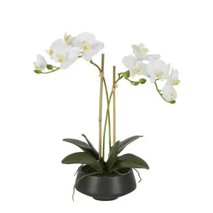 White Orchid in Black Pot Medium by Florabelle Living, a Plants for sale on Style Sourcebook