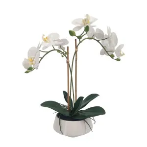 White Orchid in White Pot Medium by Florabelle Living, a Plants for sale on Style Sourcebook