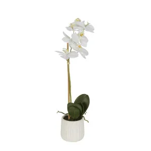 Orchid In Ceramic Pot 50cm White by Florabelle Living, a Plants for sale on Style Sourcebook