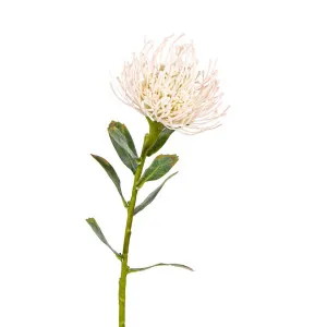 Protea Stem 61cm Cream by Florabelle Living, a Plants for sale on Style Sourcebook